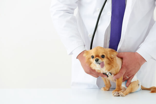 犬のスクーティングに対する家庭療法