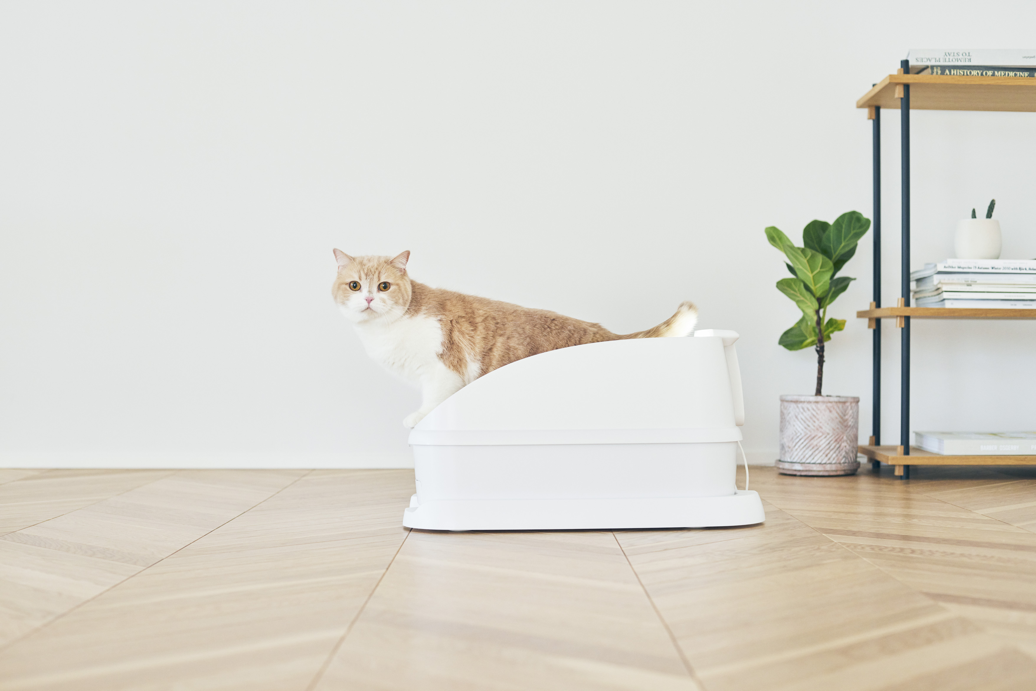 猫トイレのサブスクサービス『トレッタ』を紹介！評判やメリットなどのサムネイル画像