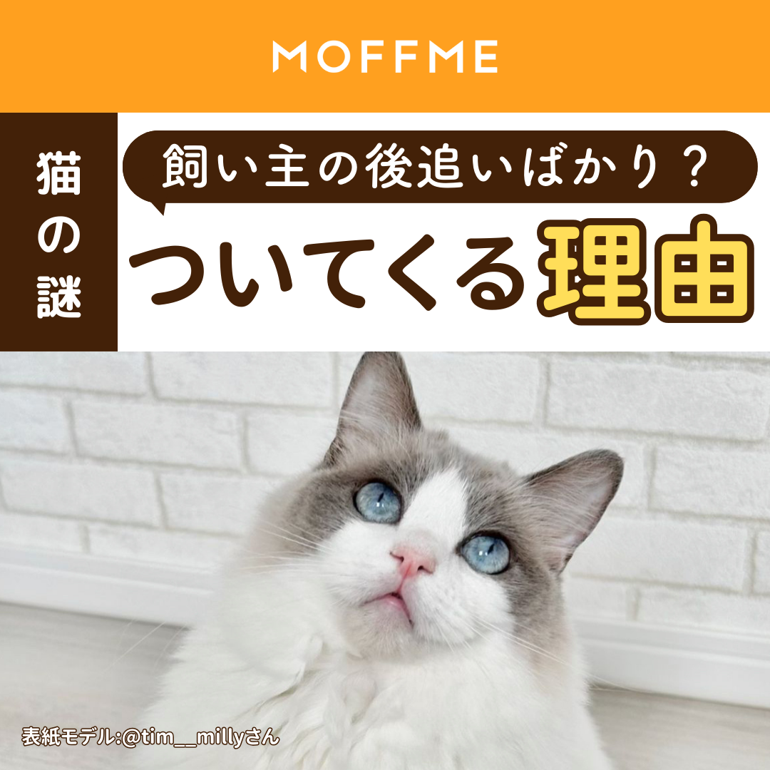 獣医師が解説｜猫が吐くときは病院に連れていくべき？ 何度も続く場合は要注意, image size:1080x1080