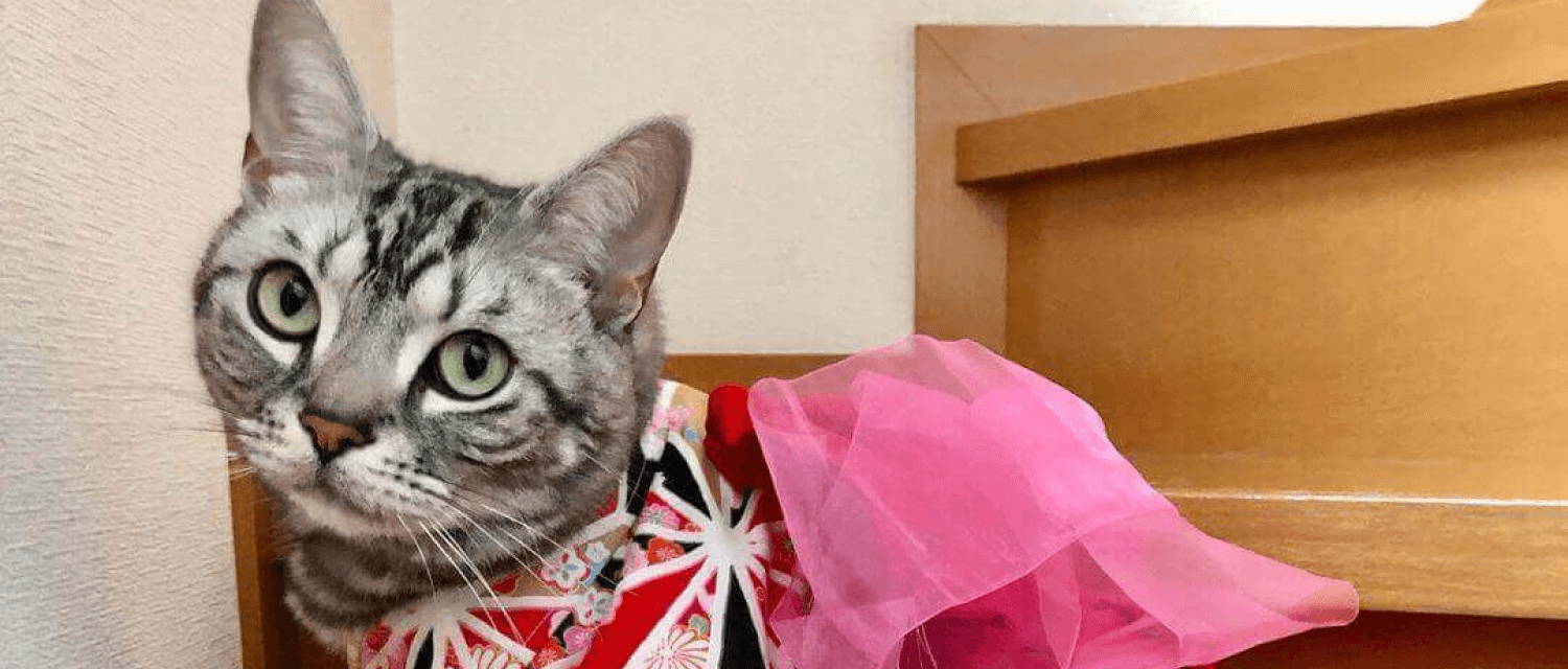 猫