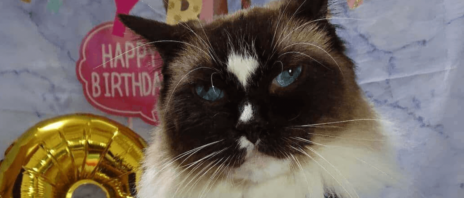 猫