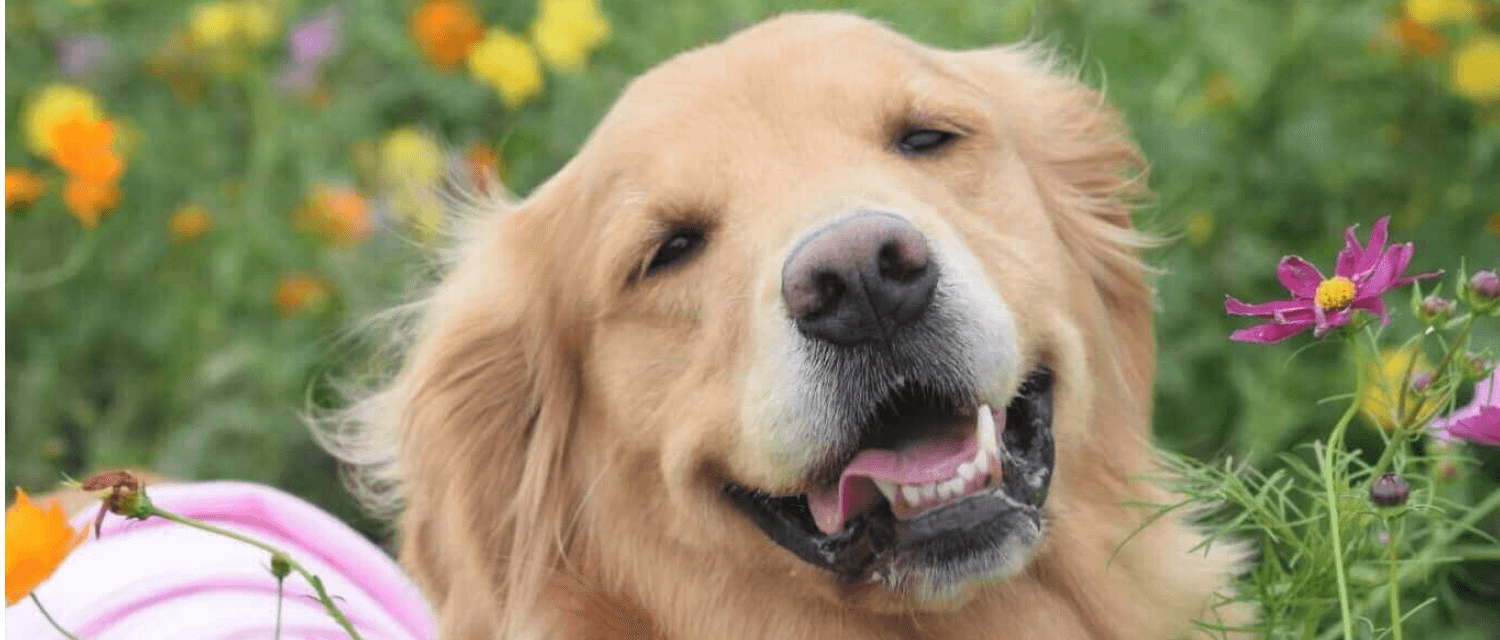 ゴールデン・レトリーバーのペット保険】おすすめ人気ランキングを一括比較, image size:1500x640